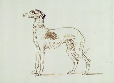A Greyhound, Facing Left by James Seymour